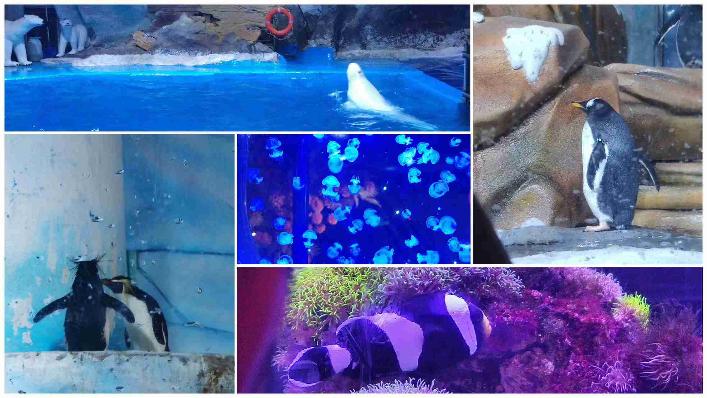 BJLƽ̨(�й���)����