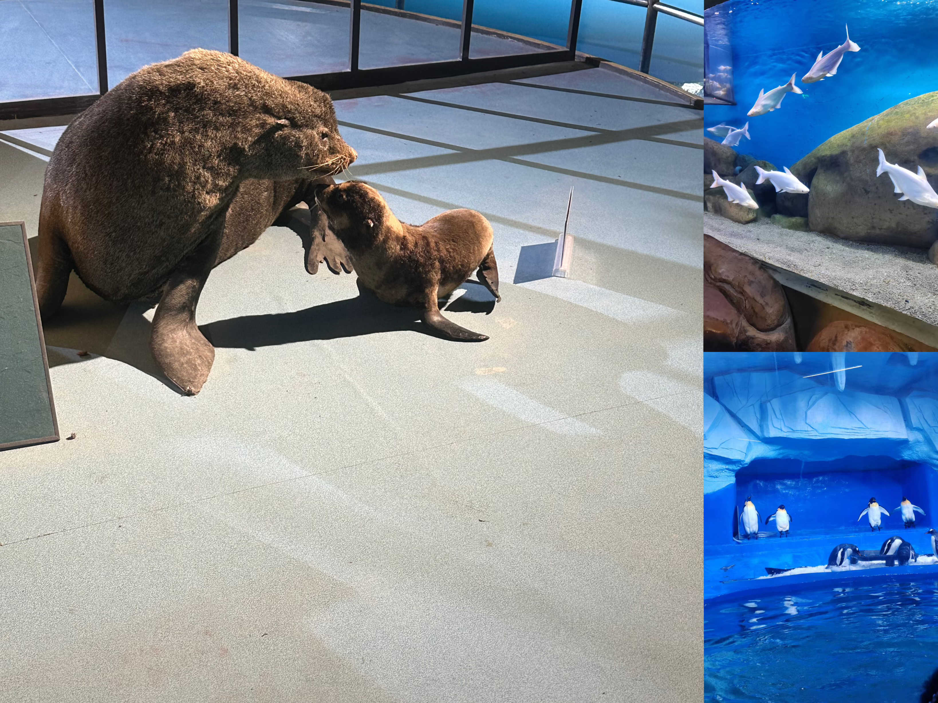 BJLƽ̨(�й���)����